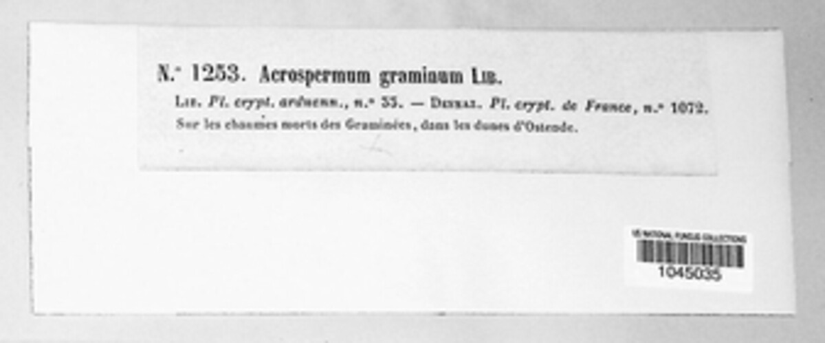 Acrospermum image